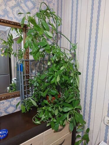 садовые цветы в бишкеке: Цветы 💐 — 1