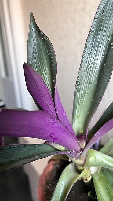 каланхоэ в горшке цена: Цветы комнатные ! Цена договорная, предлагайте свою цену Драцена 2 шт — 10