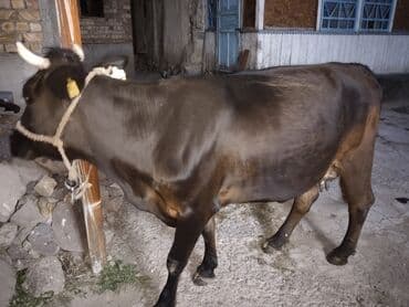 номер некст такси кара балта: Продаю | Корова (самка) | Стельные — 2