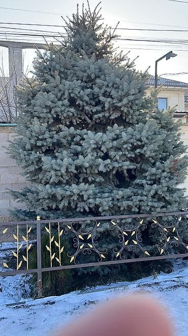 саженцы миндаля: Саженцы деревьев: Ели, Самовывоз — 5