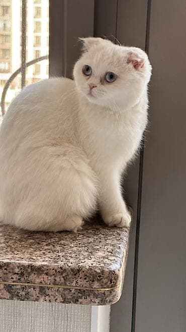 cat sofa: Шотландская вислоухая белоснежная кошка с голубыми глазами .Короткая — 4