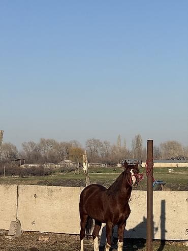 белый лошадь: Продаю | Жеребец | Для разведения | Племенные — 6