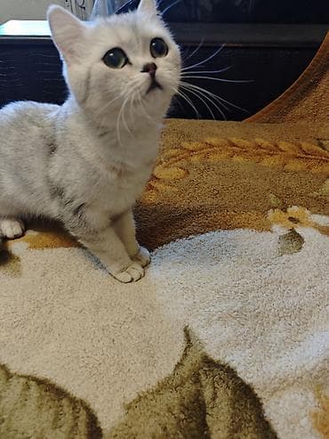 купить котенка сфинкса: Шотландский котёнок с серебристым окрасом (shaded/silver). Крупные — 1