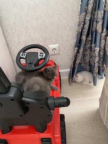 котята сфинкса: Котята домашние, игривые и ласковые - Возраст: 1,5месяца (малыши — 2