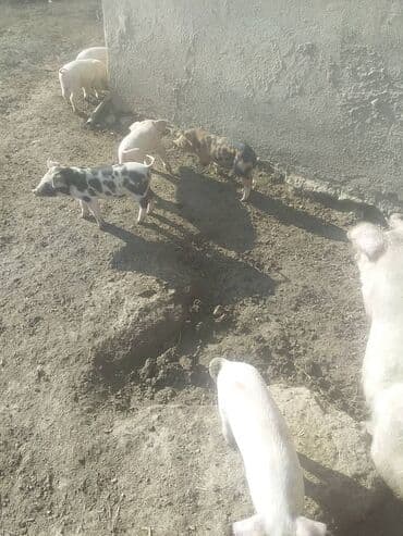 кролик декоративный: Продаю | Поросенок | Ландрас | Для разведения — 1