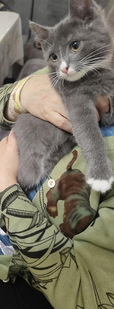 Башка жаныбарлар: Породасыз, 3 айлык, Эркек, Кара, Лотокко барууга үйрөтүлгөн — 2