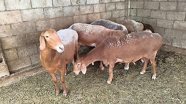 шведская корова: Продаю | Овца (самка) | Для разведения | Племенные — 2