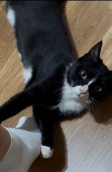 отдам кошку в добрые руки: Кошка даром: Беспородная, 7 месяцев, Мальчик, Приучена к лотку — 4