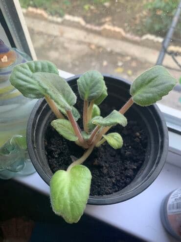 оптом овощи и фрукты: Комнатные растения в горшках
Дешево — 31