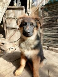 акустические системы kronos колонка в виде собак: Щенки немецкой овчарки3 месяца - Пухнастые малыши с крепким костяком — 4