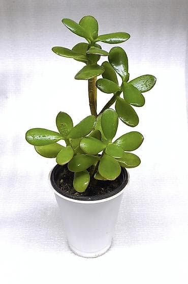 олеандр: Продаю комнатные растения, цветы . Пассифлора кализия розовая — 7