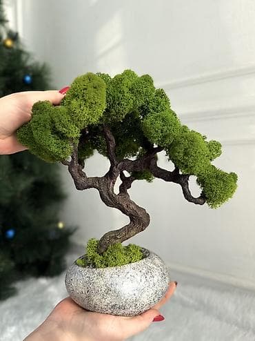 декоративная: Бонсай ручной работы из натурального стабилизированного мха от 1500 — 1