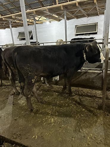 Айыл-чарба жаныбарлары: Сатам | Бука (эркек), Музоо | Аргын | Бордоп семиртүү үчүн, Союуга, Көбөйтүү үчүн | Байланган — 10