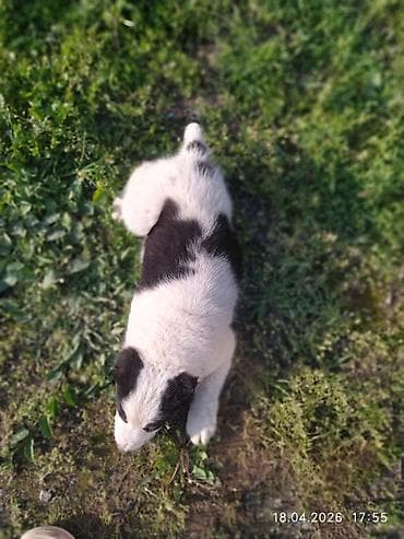 продаю тюк: Щенки по15 000 т.с обр по вотсап номеру — 5