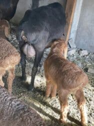 продажа щенков немецкой овчарки с документами в бишкеке: Продаю | Овца (самка) | Арашан, Гиссарская | Для разведения | Ягнившаяся, Матка — 5