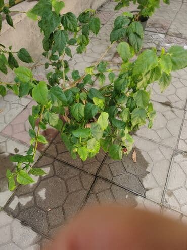 где купить цветы оптом дешево: Гибискус красный махровые и простой, а по сиридине привытый — 6