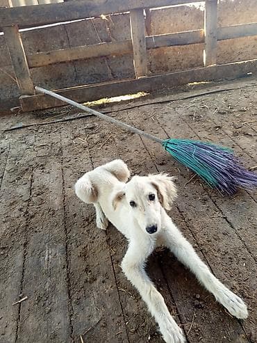 кыргыз и собака: 3 айлык, Эркек — 1