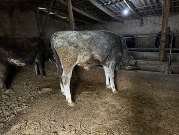 сколько стоит собака породы доберман: Сатам | Бука (эркек) | Аргын | Бордоп семиртүү үчүн | Байланган — 1