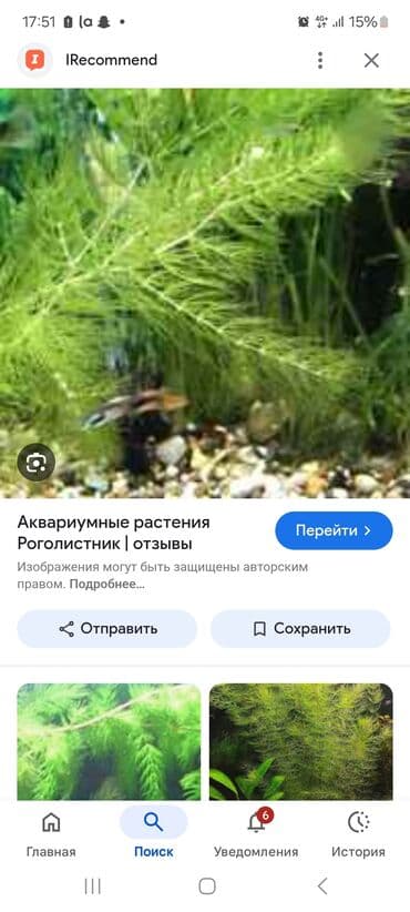 живые черепахи: Продаю аквариумные растения 30 сом за веточку — 3