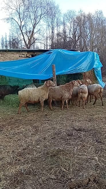 ат башы там сатылат: Сатам | Ургаачы кой (ургаачы), Кочкор (эркек) | Арашан — 4