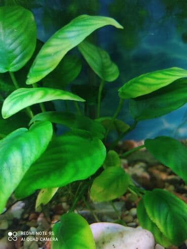 Собаки: Водоросли живые: Анубиас Бартера нана ( цветёт белыми и розовыми — 5