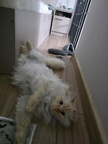 Айыл-чарба жаныбарлары: 8 айлык, Эркек, Ак, Лотокко барууга үйрөтүлгөн — 4