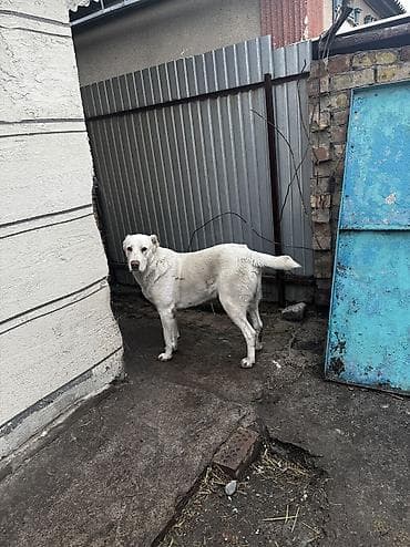 азиатский овчарка: Алабай, 11 месяцев, Самец, С прививкой — 1