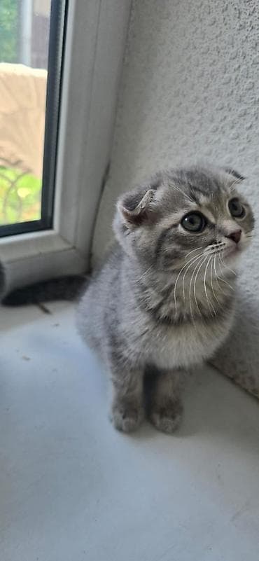 Кошки: Шотландский вислоухий котёнок. - Окрас: серый (серебристо-тигровый — 1