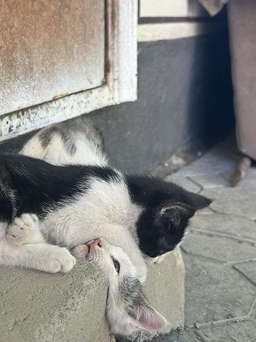 Отдам даром кошку: Котята мальчишки и одна девочка Отдадим в добрые руки ДОСТАВИМ по — 10