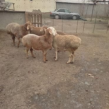 ласка животное: Продаю | Овца (самка) | Для разведения — 1