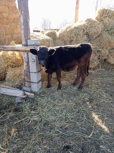 мейн кун купить польша: Сатам | Кунаажын | Бордоп семиртүү үчүн | Байланган — 1