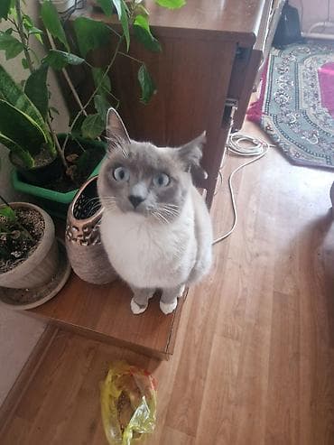 домашний кошка: Кошка с яркими голубыми глазами и окраском поинт (светлый корпус — 2
