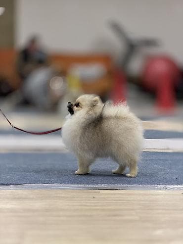 Отдам даром собаку: Померанский шпиц той Полный пакет документов FCI Доставка по всему — 1