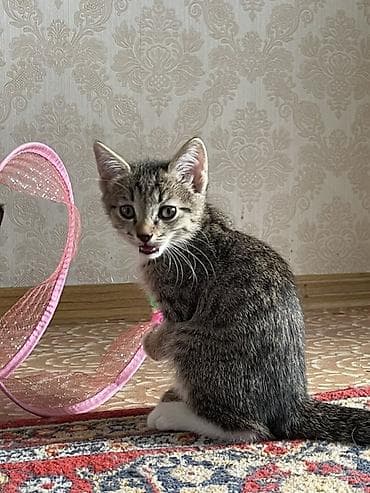 Зоотовары: Ищу ответственных добрых людей Котята приручены к лотку очень игривые — 1