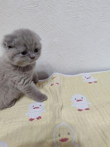 ангорская кошка цена: Готовятся к продаже котята (скоттиш страйт и скоттиш фолд мальчики. и — 3