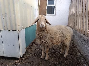 козел для случки: Продаю | Баран (самец) | Для разведения | Матка — 8