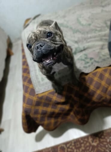 купит французского бульдога: Бульдог, 1 год, Самка, С прививкой — 1