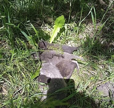 одежда для котов: Я нашла котят срочно в хорошие руки. Так как уезжаю — 2