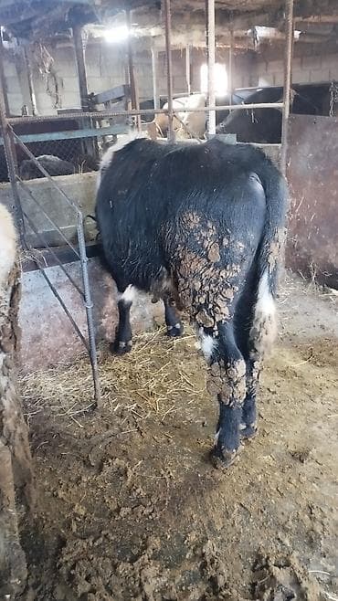 кой сатып алам бишкек: Сатам | Бука (эркек) | Бордоп семиртүү үчүн | Байланган — 3