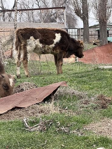 сенбернар бишкек: Сатам | Бука (эркек) | Алатоолук, Голштин, Аргын — 5