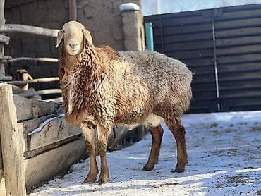 какие собаки продаются: Продаю | Баран (самец) | Арашан | Для разведения | Племенные, Осеменитель — 3