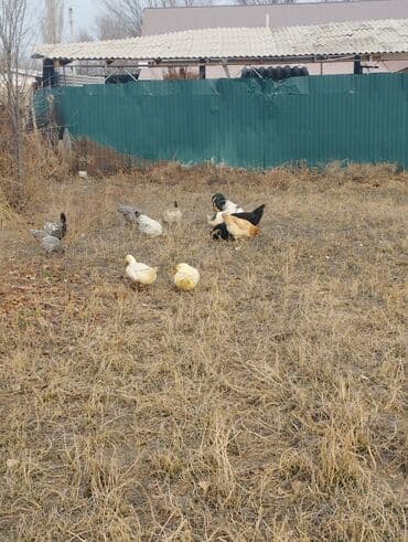 продаю дойная корова: Продаю | Куры, Петух | Домашняя — 4