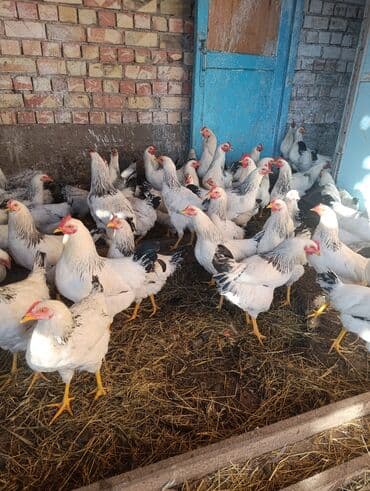 собаки в добрые руки: Порода: куры «Адлер» (белое оперение с чёрной окантовкой на шее — 8