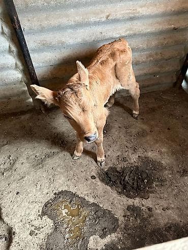 кой козу беловодский: Продаю | Музоо, торпок | Для разведения — 4