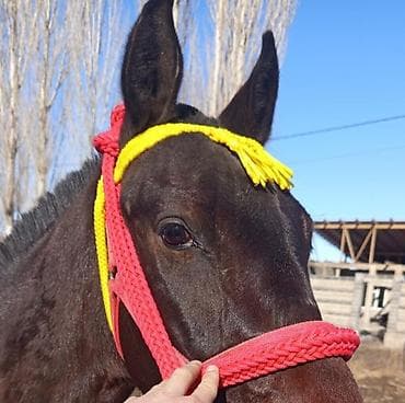 карликовый шпиц белый цена: Продаю | Жеребец | Кара Жорго | Конный спорт — 1