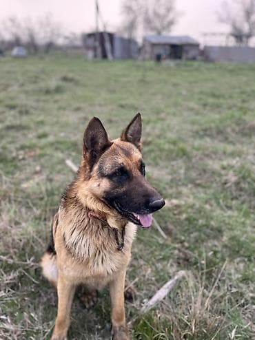сколько стоит той терьер: Немецкая овчарка ищу сучки для покрытия один щенок мне или 10 тысяч — 2