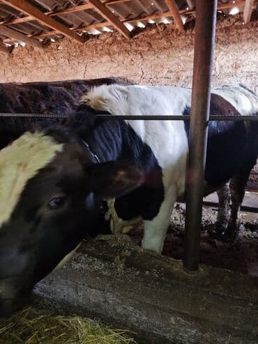 отдам в добрые руки собаку: Продаю | Бык (самец) | Для разведения | Племенные — 7