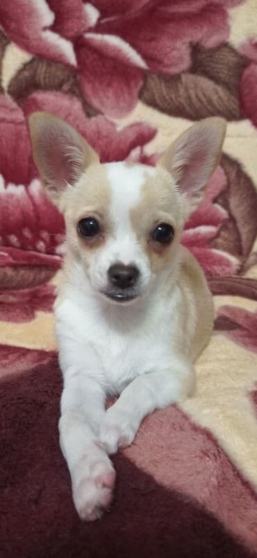 собака чихуахуа сколько стоит: Продаю чихуахуа, девочка, 4 месяца. Привита, проглистована . с — 1