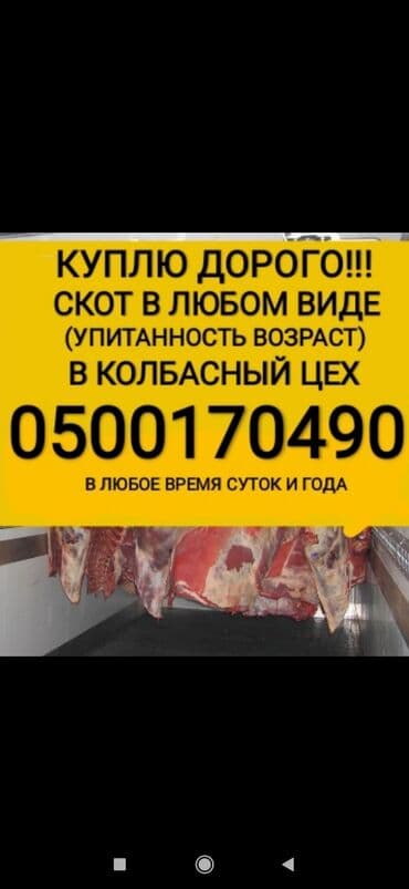 обмен на корову: Сатып алам | Уйлар, букалар, Жылкылар, аттар | Күнү-түнү — 1