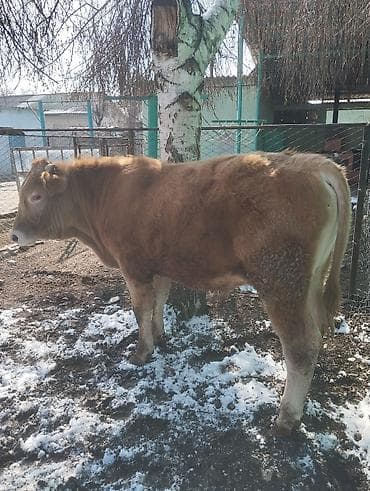 Куры, петухи: Продаю | Бык (самец) | Симментальская | На откорм — 5